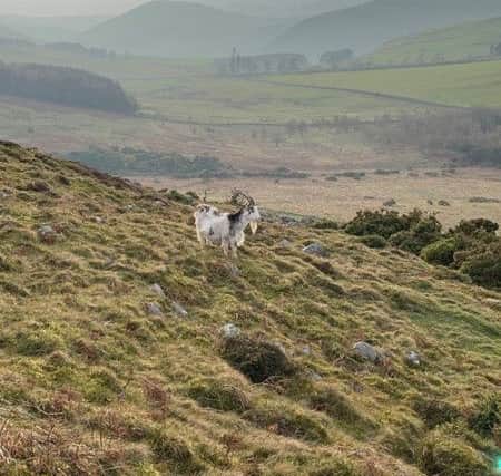 A wild goat poses for Graeme Bone when he was out on Yeavering Bell. 140 Facebook likes