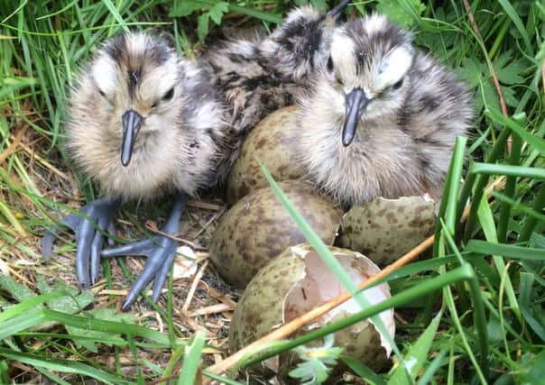 Curlew chicks. Picture by Suzanne Martin