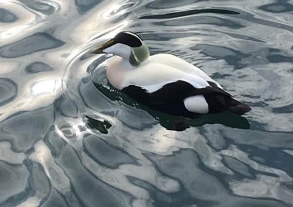 FIRST: Rach Douglas spotted this eider duck in Seahouses harbour. Known locally as Cuddy's duck, the eider is the UK's heaviest duck. 128 Facebook likes
