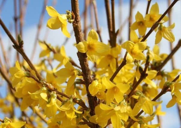 Forsythia, prune it after flowering. Picture by Tom Pattinson.