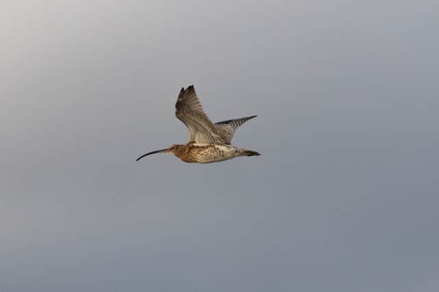 Curlew in flight. Picture by Iain Robson