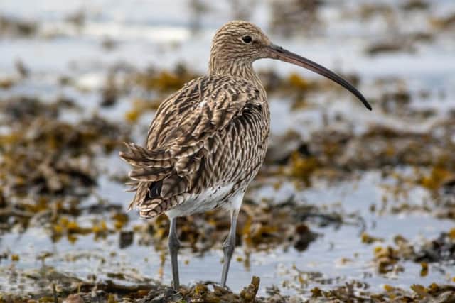 Curlew. Picture by Iain Robson