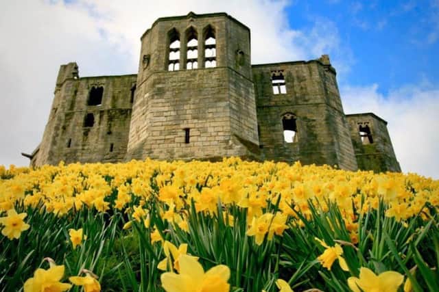 The daffodils at Warkworth Castle are looking their glorious best in this Jane Dargue picture. 350 Facebook likes