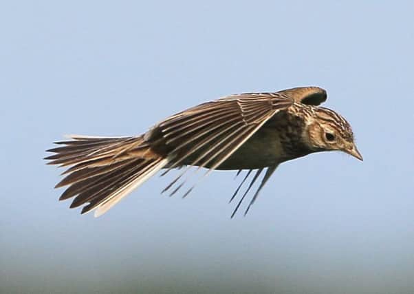 Skylark in flight. Picture by JJD