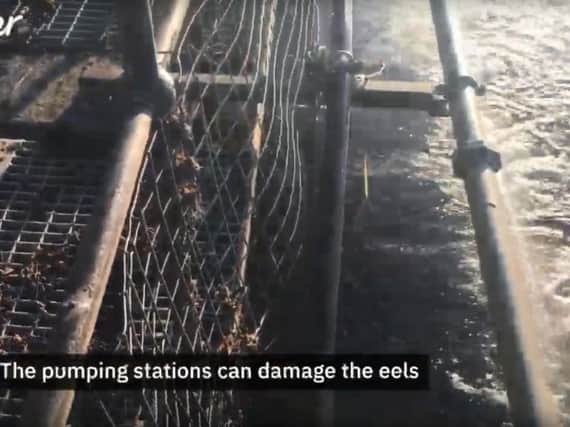 Mesh screens will be added to the water intake at Warkworth to help prevent eels being sucked in by the pumps. An image from the Northumbrian Water video.