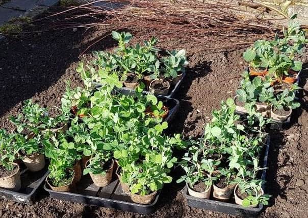Some of the plants are ready to go in, but make sure you factor in the weather and your location. Picture by Tom Pattinson.