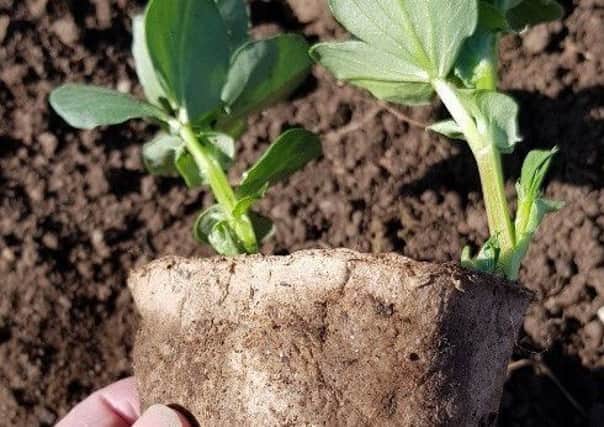 Biodegradable pots encourage roots. Picture by Tom Pattinson.