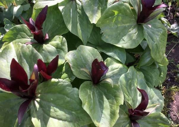 A gorgeous trillium for semi-shade. Picture by Tom Pattinson.