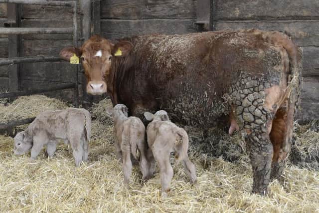 The cow and her triplet calves. Picture by Jane Coltman
