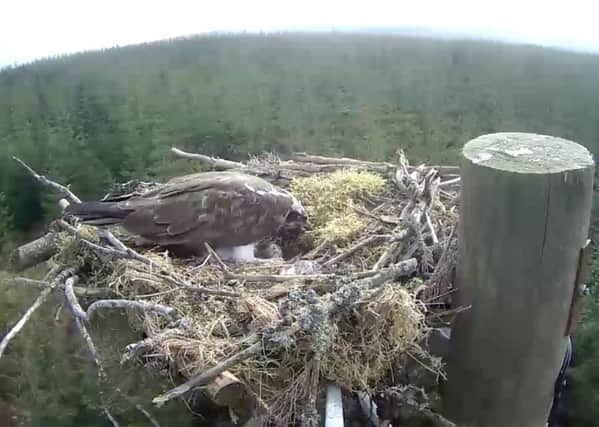 On osprey with the egg in a nest at Kielder.