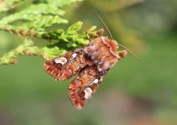 Pine Beauty moth. Picture by Stewart Sexton.