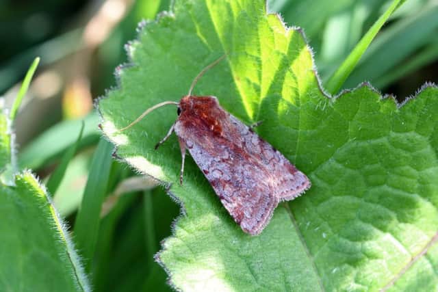 Red Chestnut moth. Picture by Stewart Sexton