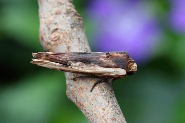 Red Sword-grass moth. Picture by Stewart Sexton
