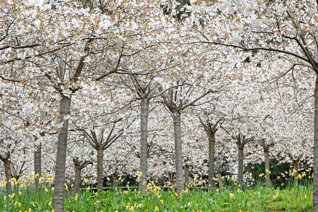 In full bloom - the Cherry Orchard at The Alnwick Garden. Picture by Jane Coltman