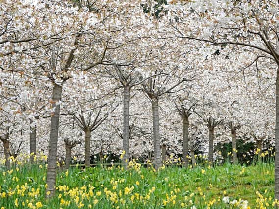 In full bloom - the Cherry Orchard at The Alnwick Garden. Picture by Jane Coltman
