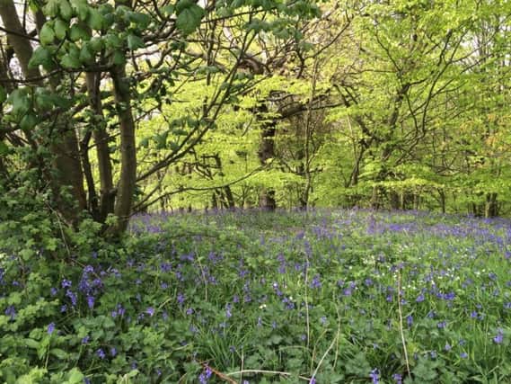 The bluebell wood at Ratchuegh Crag, near Alnwick.