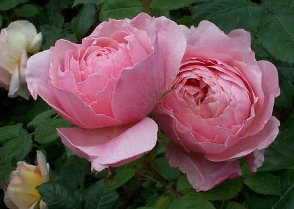 Rose petals look beautiful and are also safe to eat, but not all plants are as harmless. Picture by Tom Pattinson.