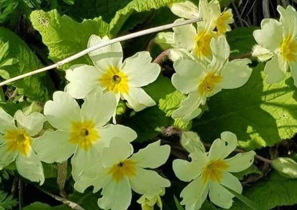 The RHS advises that primroses are safe to eat. Picture by Tom Pattinson.