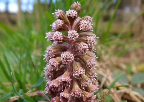 Butterbur flower - freshly emerged, Picture by Iain Robson.