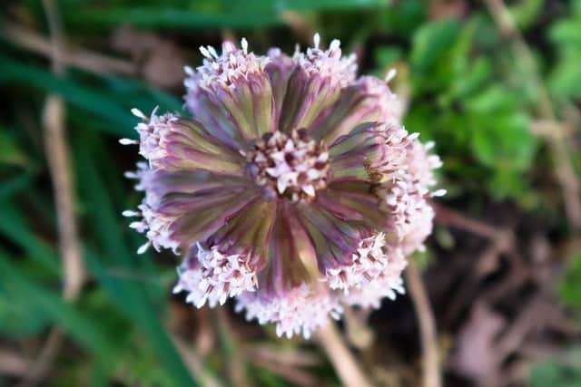 Butterbur flower from above. Picture by Iain Robson.