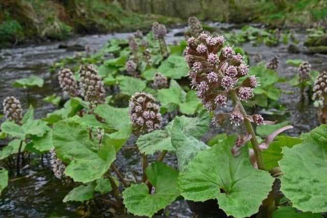 Butterbur leaves. Picture by Tim Melling.