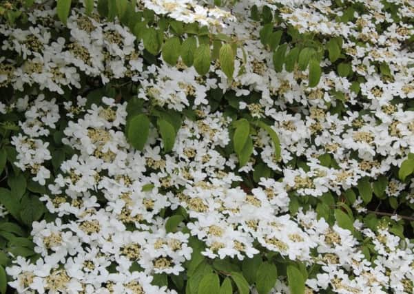 Viburnum plicatum Mariesii is outstanding in a mixed border, with its large white flower heads. Picture by Tom Pattinson.