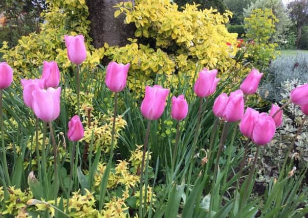 Tulips are currently at their best in the garden. Picture by Tom Pattinson.