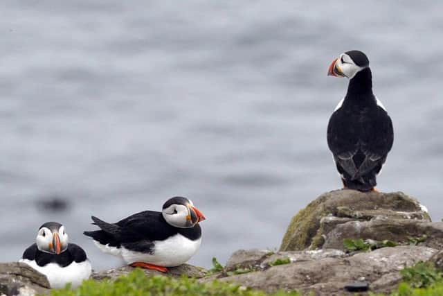 Puffins on the Farne Islands. Picture by Jane Coltman