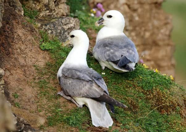 Fulmars on the cliff. Picture by John Joseph Dunn