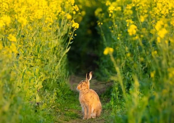 FIRST: A hare in a tunnel of gold, just outside Denwick, by Calum Gladstone. (343 likes)