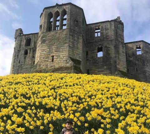 SECOND: Faye Taylor's picture of Dougie and little sister Dancie enjoying the daffodils at Warkworth Castle. (307 likes)