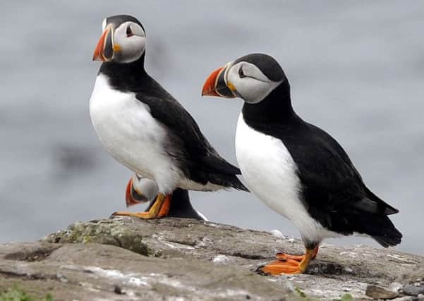 Puffins on the Farne Islands. Picture by Jane Coltman