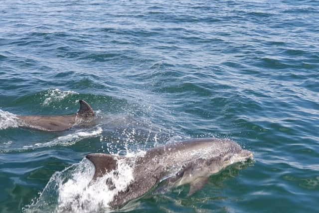 SECOND: Dolphins off the Farne Islands by Amy Hodgkiss-White (237 likes).