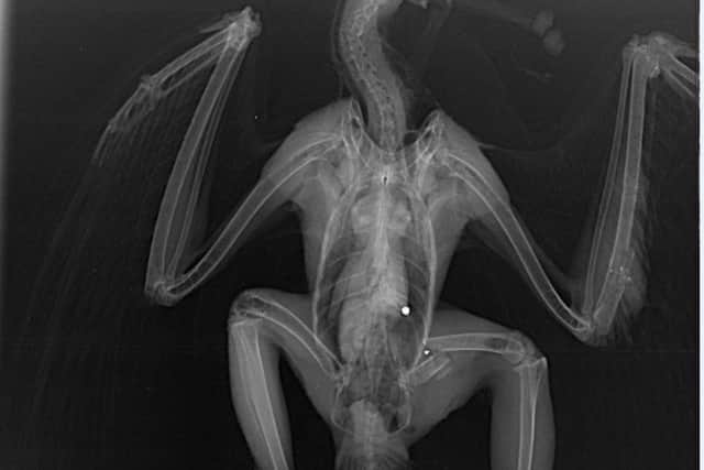An X-ray of the shot buzzard.
