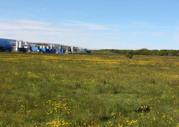 A sea of buttercups on an Ashington business park. Picture by Stewart Sexton