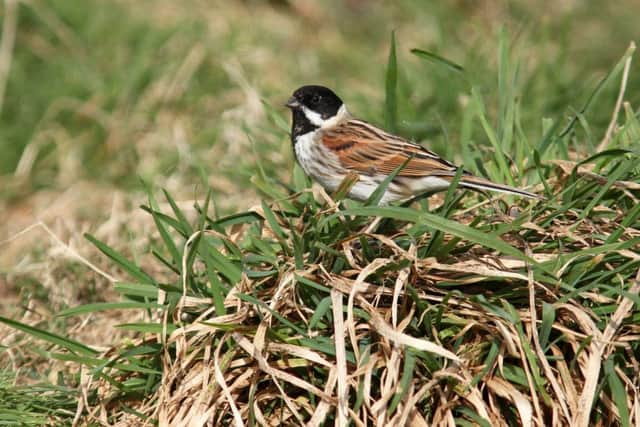 A reed bunting. Picture by Stewart Sexton