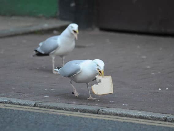 The issue of gulls has been discussed in Seahouses.