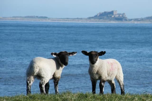 Lambs at Bamburgh by Andrew Gibson.