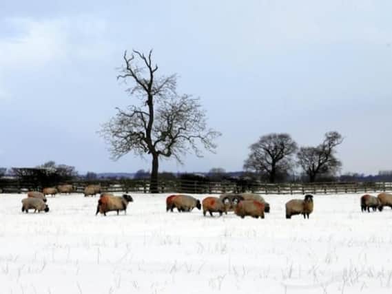 Snow expected in the Northumberland hills tonight.