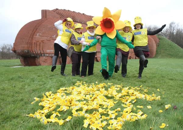 The Great Daffodil Appeal.