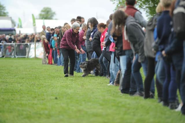 North Northumberland Dog Training Club's successful world record attempt last May.