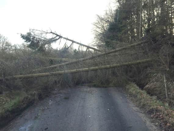Trees down at Holystone, near Sharperton, on Friday. Picture by Tony Rogers