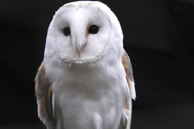 There have been several sightings of barn owls.