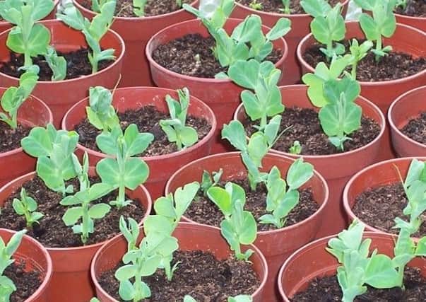 Peas starting in pots. Picture by Tom Pattinson.