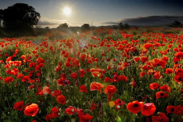Poppies at Lesbury by Jane Coltman.