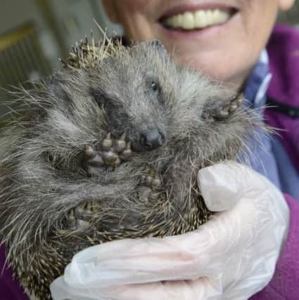 Carole Catchpole from the Northumbrian Hedgehog Rescue Trust.