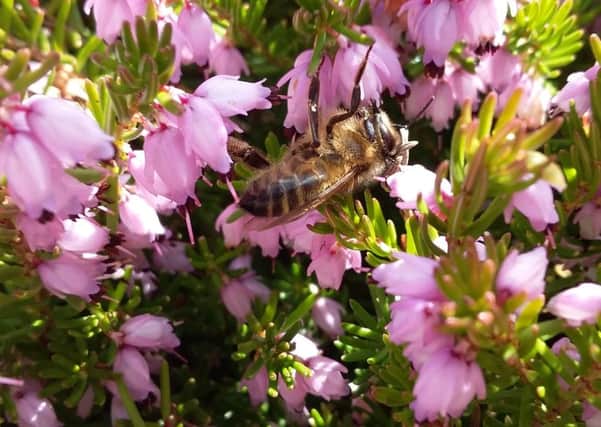 A honeybee on heather.