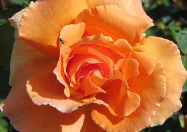 Different types of roses need pruning at different times of year.