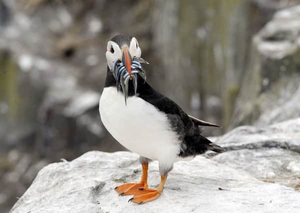 A puffin with it's beak full of sand eels. Picture by Jane Coltman