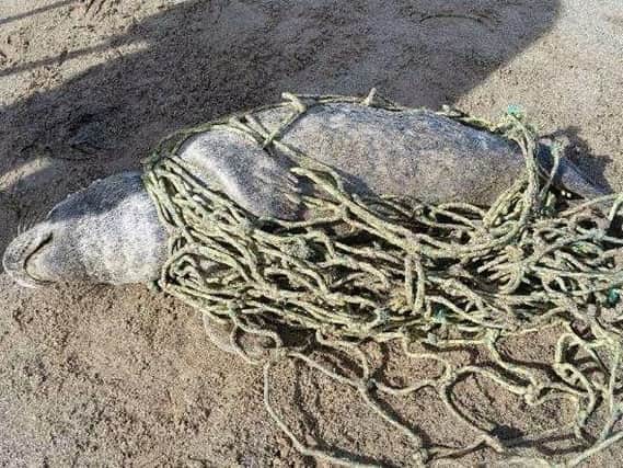 The seal caught up in the rope.